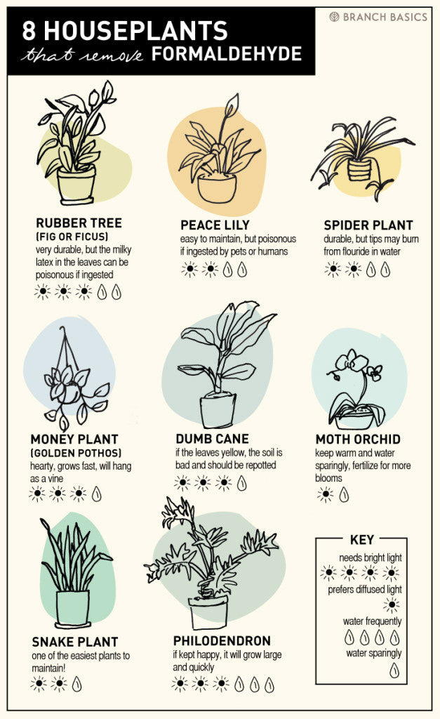 8 House Plants 8 House Plants