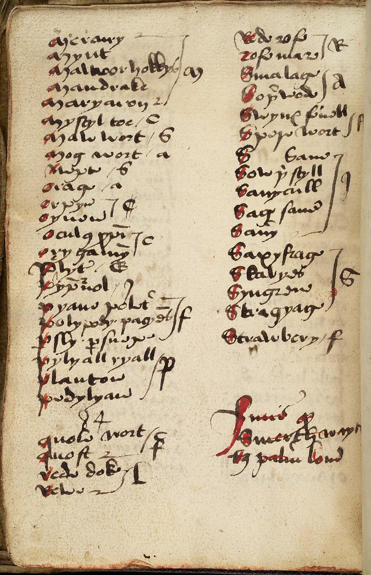 Gothic Medical Manuscript