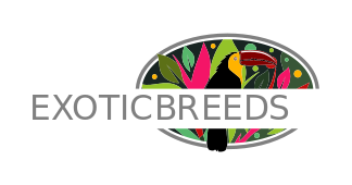 artistic logo maker toucan in colored leaves