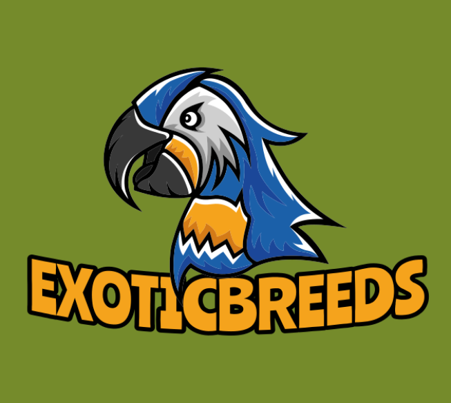 animal logo maker exotic wild parrot mascot